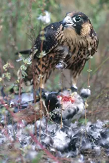 Peregrinus: Peregrine Falcon Eating
