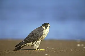 Peregrinus: Peregrine Falcon (Falco peregrinus)
