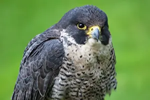 Peregrinus: Peregrine Falcon (Falco peregrinus)