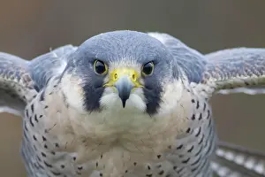 Falco: Peregrine falcon (Falco peregrinus) adult bird a