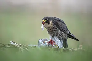 Peregrinus: Peregrine Falcon (Falco peregrinus) with captur