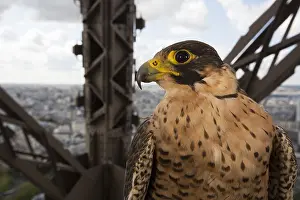 Peregrinus: Peregrine Falcon (Falco peregrinus) around Eiffel