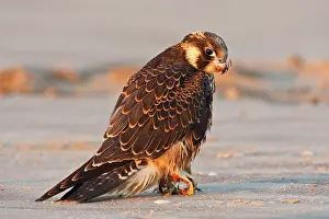Peregrinus: Peregrine Falcon (Falco peregrinus) juvenile