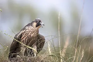 Cities: Peregrine Falcon (Falco peregrinus) juvenile