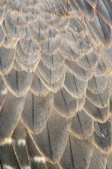 Falcon: Peregrine Falcon - feathers