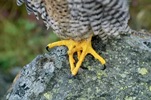 Falco: PEREGRINE FALCON FEET