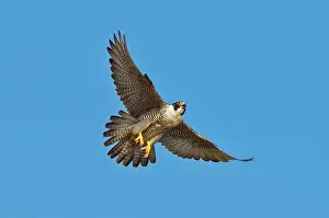 Peregrinus: Peregrine Falcon in flight