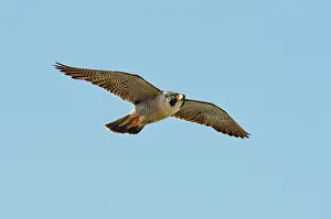 Peregrinus: Peregrine Falcon in flight
