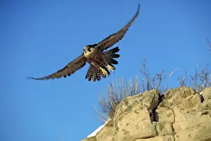 Peregrines: Peregrine falcon in flight
