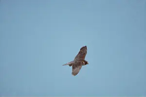Peregrine: Peregrine Falcon - in flight