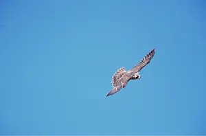 Peregrine: PEREGRINE FALCON - in flight