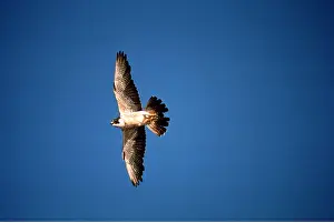 Peregrine: PEREGRINE FALCON - in flight