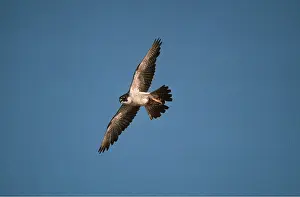 Peregrine: PEREGRINE FALCON - in flight