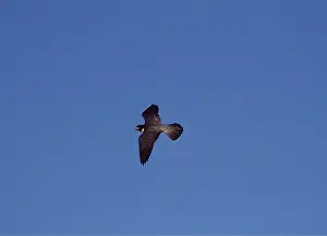 Falcon: PEREGRINE FALCON - in flight
