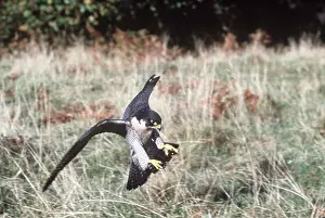 Talons: Peregrine FALCON - in flight with talons out