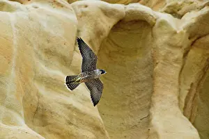 Peregrinus: Peregrine falcon flying by cliff