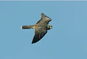 Falco: Peregrine Falcon - immature