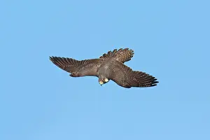 Peregrines: Peregrine Falcon - immature in flight