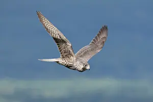 Peregrinus: Peregrine Falcon immature in flight, Falco peregrinus. Conne