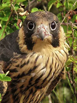 Mario Cea: Peregrine Falcon juvenile