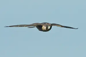 Peregrinus: Peregrine Falcon juvenile