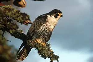 Peregrine: PEREGRINE FALCON - on lichened tree