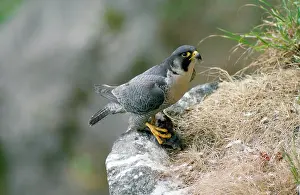 Plucking: Peregrine Falcon - male with prey at nest