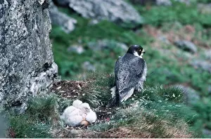 Guarding: PEREGRINE FALCON - at nest, with chicks
