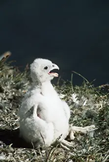 Andrey Zvoznikov: PEREGRINE FALCON - nestling