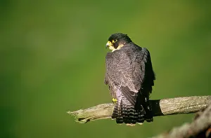 Falco: Peregrine Falcon - perched