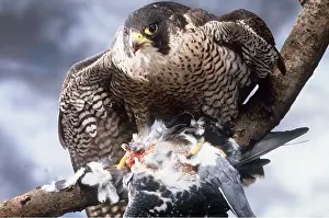 Peregrine: PEREGRINE FALCON - with prey