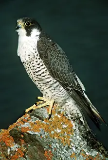 Andrey Zvoznikov: PEREGRINE FALCON - on rock