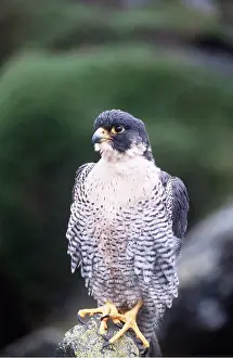 Peregrine: PEREGRINE FALCON - on rock
