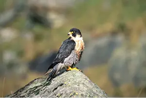 Peregrine: PEREGRINE FALCON - on rock