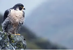 Peregrine: PEREGRINE FALCON - on rock