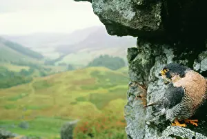Piers Cavendish: PEREGRINE FALCON - ROCK IN SCENE