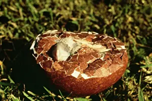 Chemicals: Peregrine Falcon - thin shelled egg