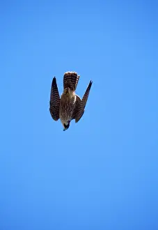 Swooping: PEREGRINE FALCON - swooping
