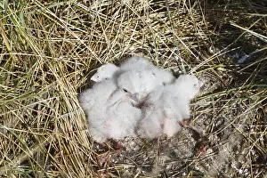 Saxon: Peregrine falcons (Falco peregrinus), nestlings
