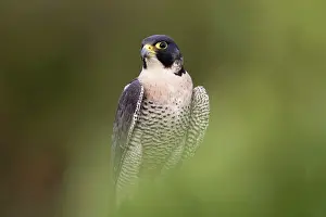Falco: Peregrine - male