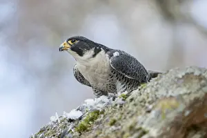 Peregrines: Peregrine - with Prey - Scotland - UK