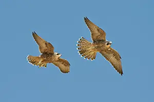 Peregrinus: Peregrine siblings chasing each other