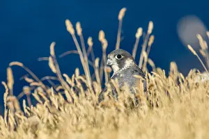 120219: Peregrine - Young - Cornwall - UK