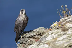 Peregrine: Peregrine - Young - Cornwall - UK