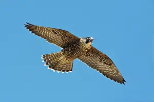 Peregrinus: Peregrine Young screaming for food