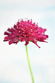 Cornflower: Perennial cornflower, Knautia macedonica, Side view