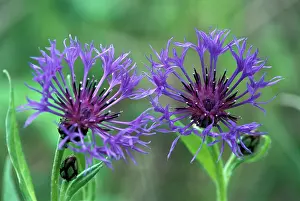 Knapweeds: Perennial CORNFLOWER / Mountain Knapweed / Mountain Blue