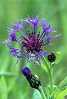 Bluet: Perennial CORNFLOWER / Mountain Knapweed / Mountain Bluet