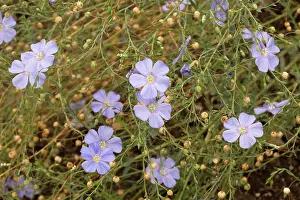Linum: Perennial flax