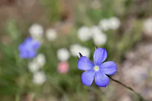 Linum: Perennial Flax